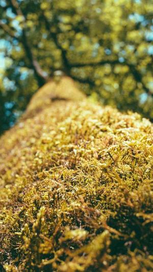 泛目录最多多少页面截图2