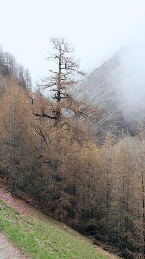 蜘蛛池免费运营截图1