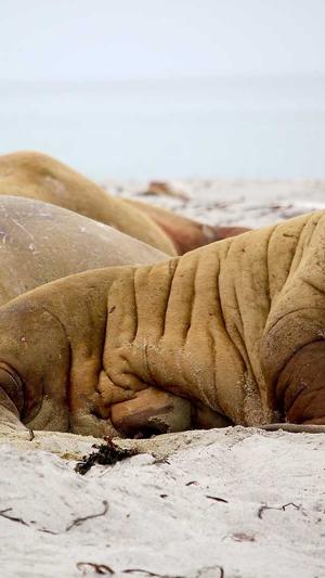 seo排名工具茄尉enuo6688截图4