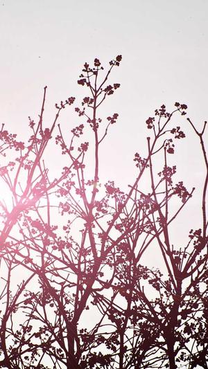 泛目录谷歌截图2