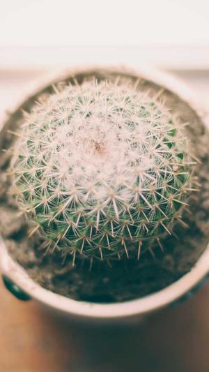 蜘蛛池出租 vikiseo截图1