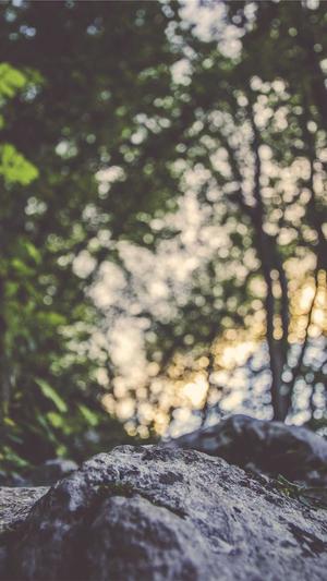 搜狗蜘蛛池快速推广截图1