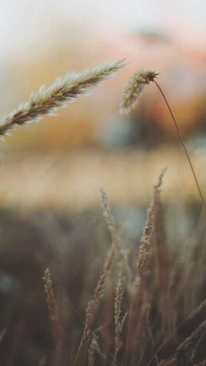 上海seo顾问截图3